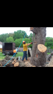 man sawing tree