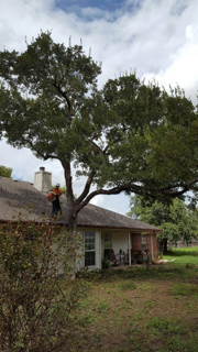 man on roof working on tree