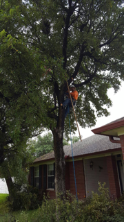 man in tree taking down branches