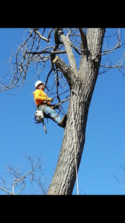 worker cutting tree