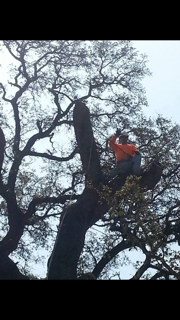 climber in a tree