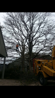 man cutting branches for wood chipper