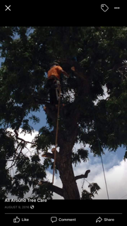 Man Cutting Branches Off A Tree