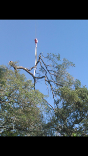 Crane Carrying Large Tree Branch