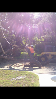 Man Working On Tree