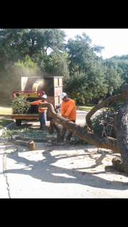 Tree Being Put In Wood Chipper