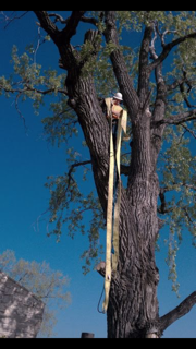 Man Cutting Tree Branches